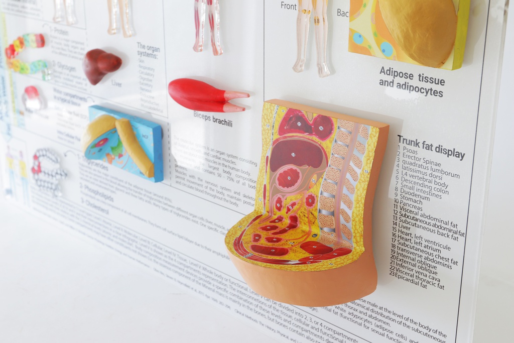 Body Composition Display (English)