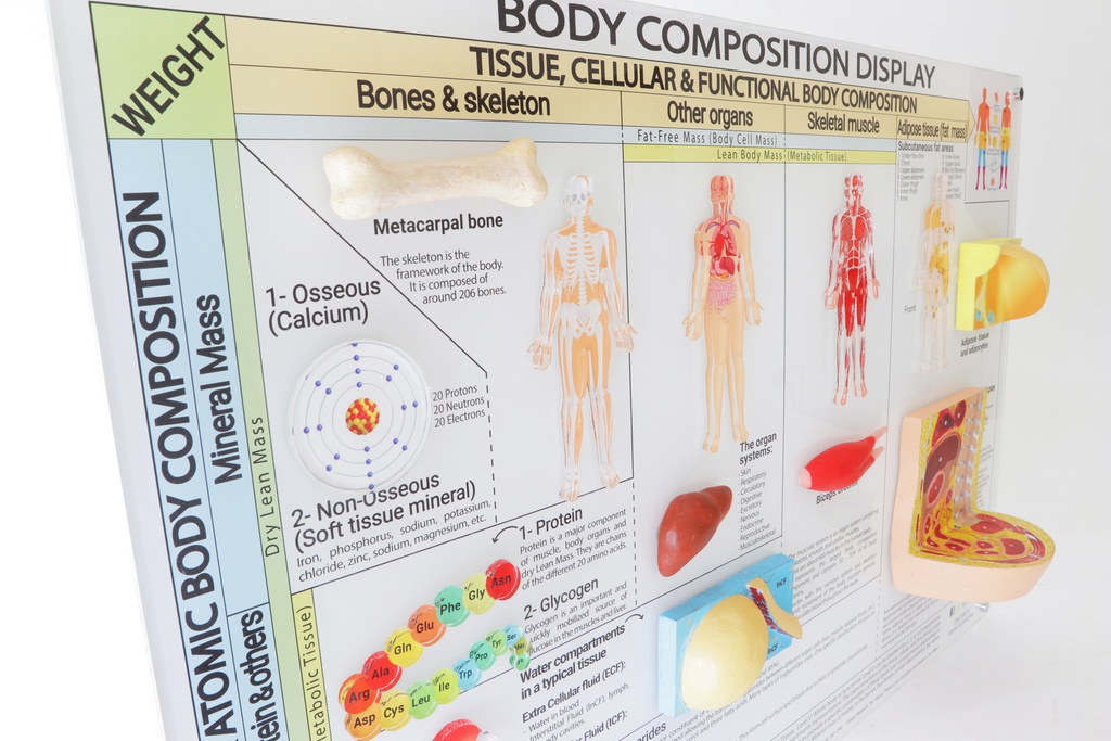 Body Composition Display (English)