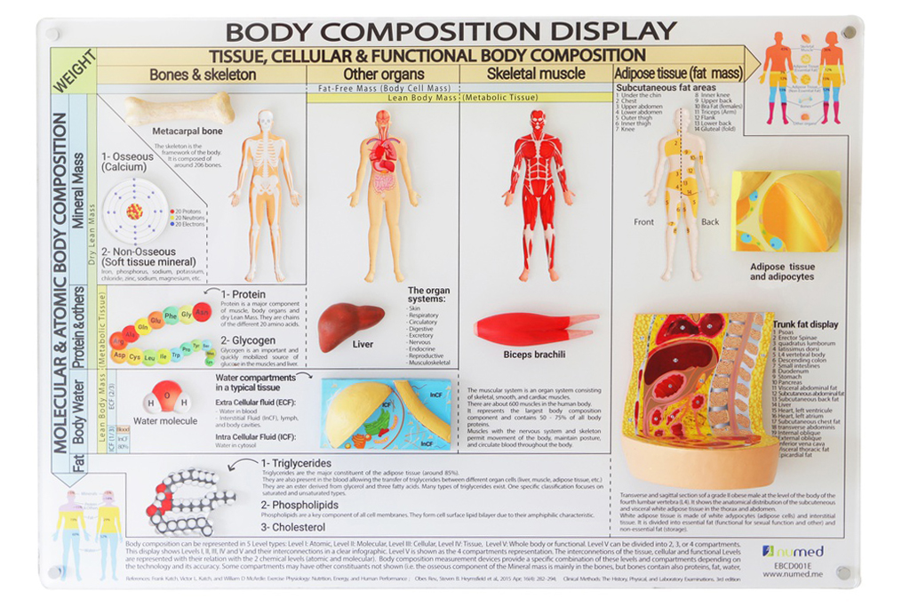 Body Composition Display (English)