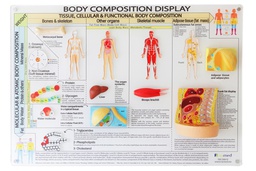 [EBCD001E] Body Composition Display (English)
