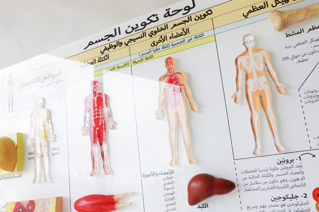 Body Composition Display (Arabic)