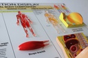 Body Composition Display (English)
