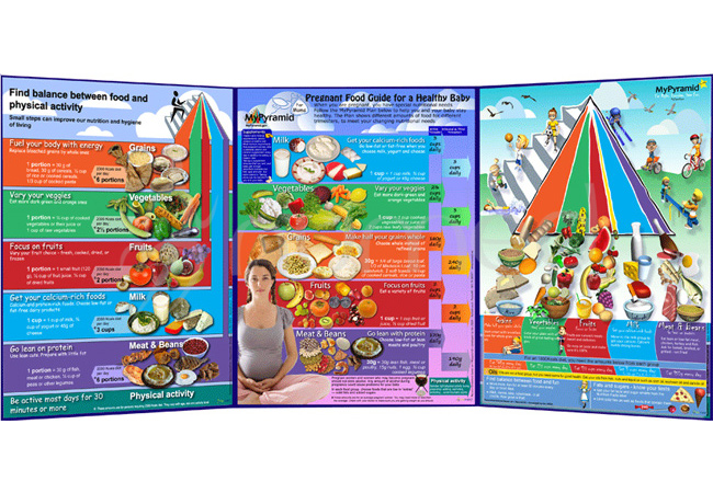 MyPyramid Life Cycle Folding (English)
