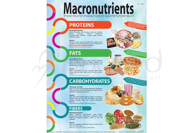 Macronutrients Poster (English)