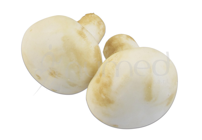 Mushrooms, fresh