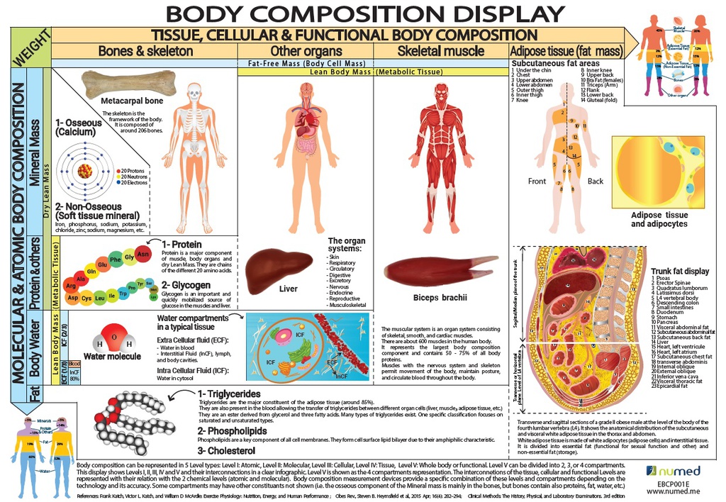 Body Composition Display Poster  (English)