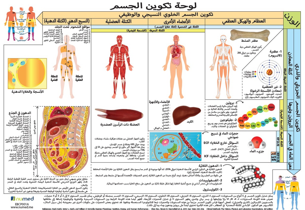Body Composition Display Poster  (Arabic)