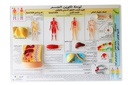 Body Composition Display (Arabic)