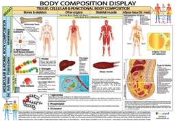 [EBCP001EM] Body Composition Display Poster  (English)