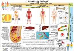 [EBCP001AM] Body Composition Display Poster  (Arabic)